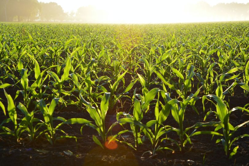 Image of vibrant green corn stocks illuminated by a bright burst of sun.